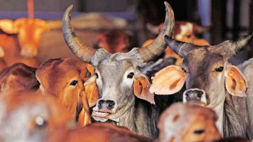 आंखों की रोशनी में कारगर health benefits of drinking 3 cup cow milk every day in hindi