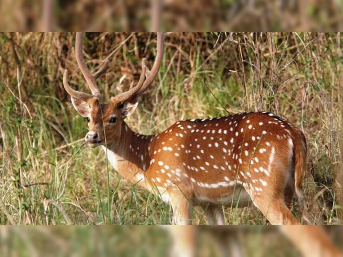 प्रतीकात्मक तस्वीर