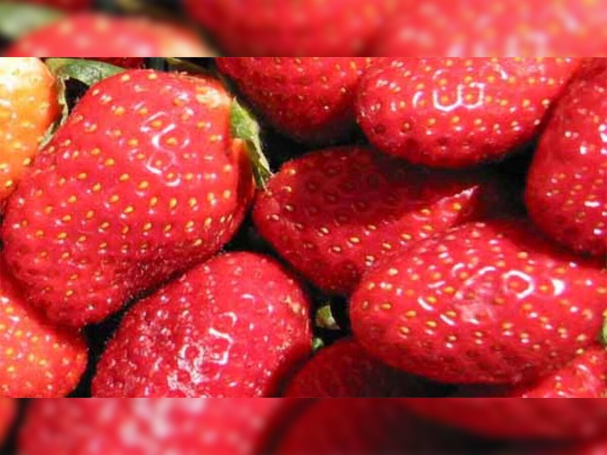 ऑस्ट्रेलिया के सभी छह प्रांतों स्ट्रॉबेरी के प्रति लोगों में भय फैल गया है.(फाइल फोटो)