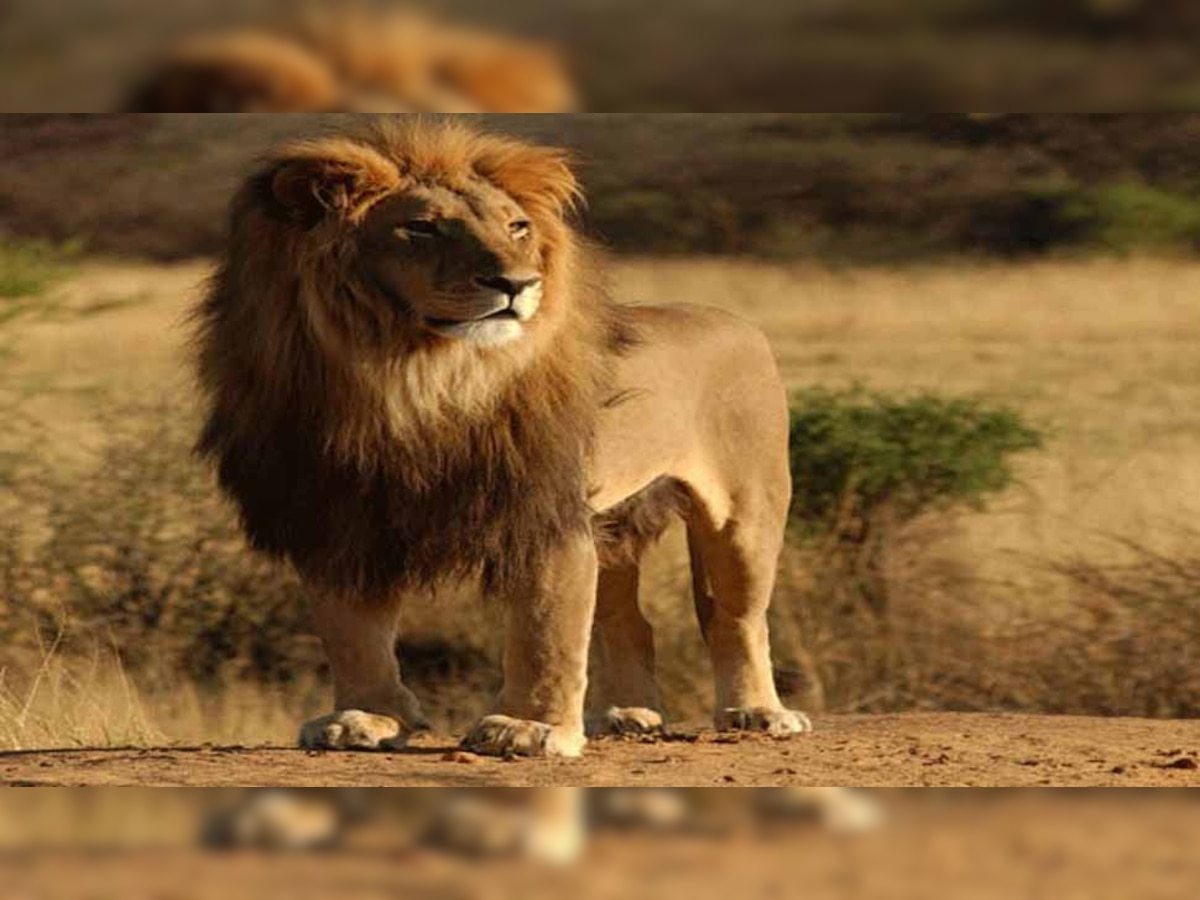गुजरात के गिर में 10 दिन में 11 शेरों की मौत से मचा हाहाकार