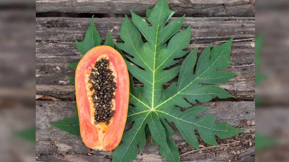 रामबाण हैं पपीते की पत्तियां Papaya leaves