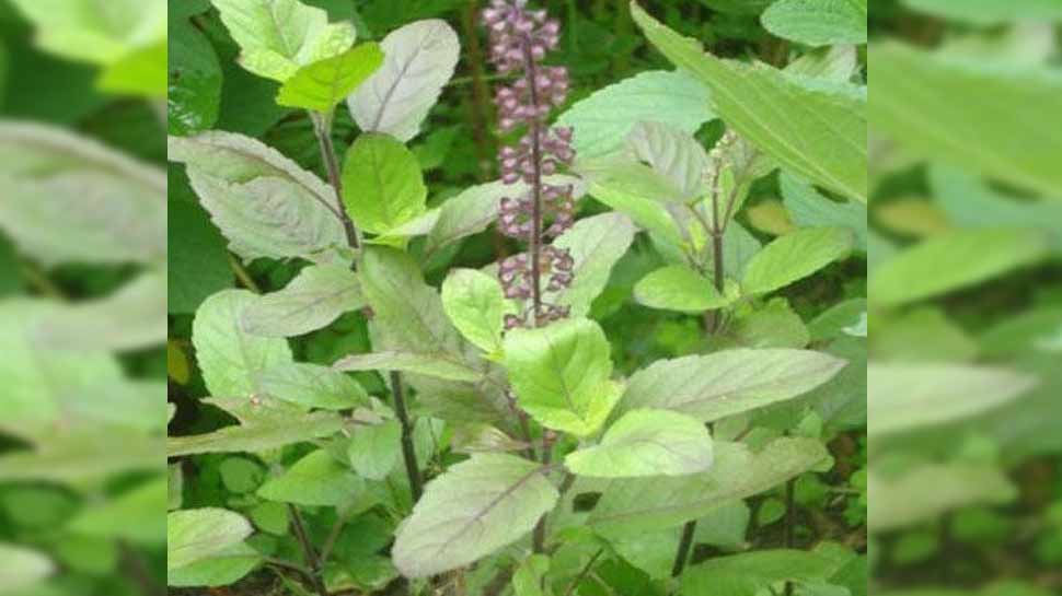 कारगर हैं तुलसी के पत्ते tulsi leafs