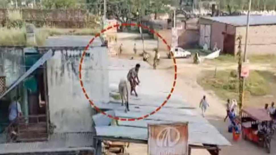 कैसे टीन सेट पर पहुंचा सांड How the bull reached the set