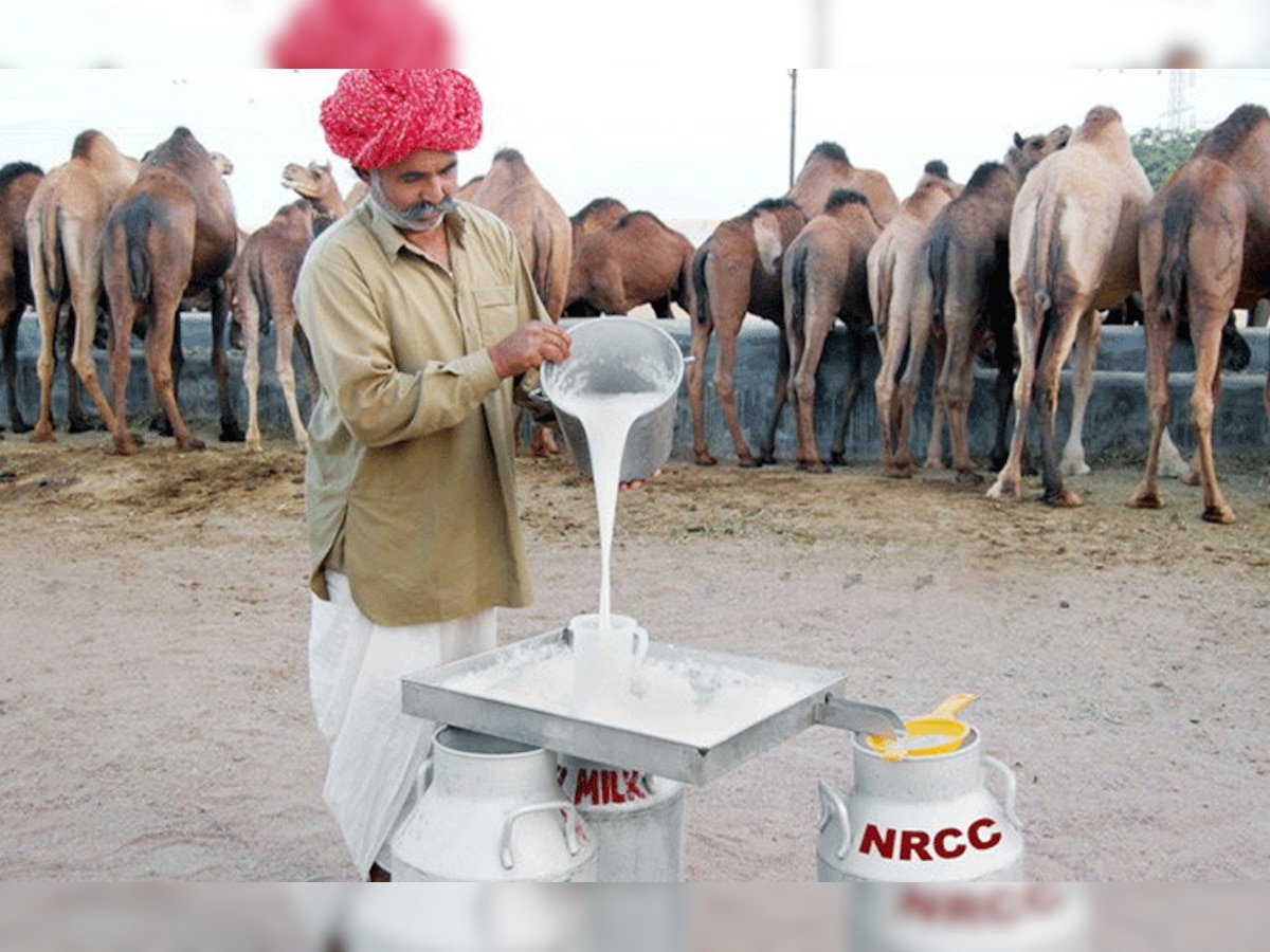 प्रधानमंत्री नरेंद्र मोदी ने ऊंटनी के दूध को पौष्टिक गुणों से भरपूर सेहत का खजाना बताया है