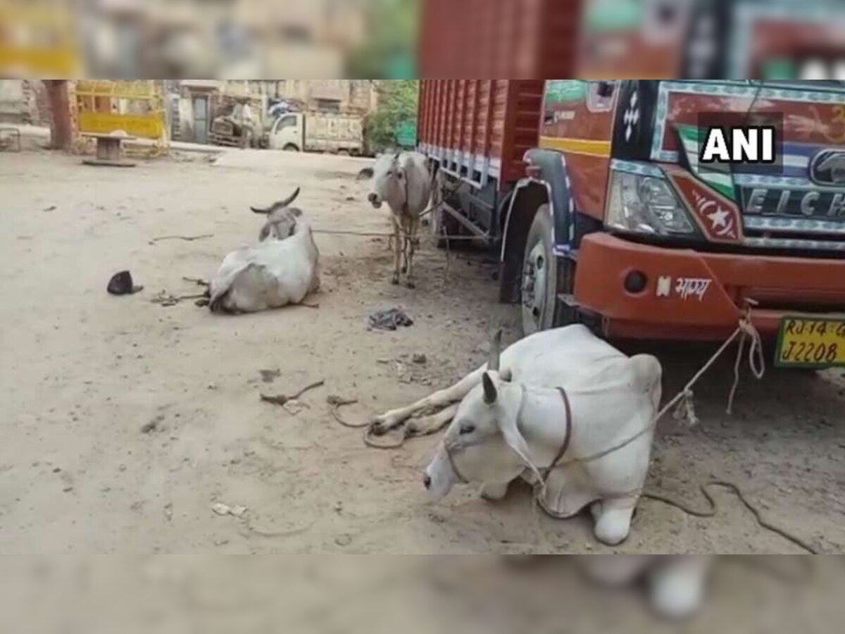 पुलिस ने गौ तस्करों के कब्जे से चार गायों को मुक्त कराया है