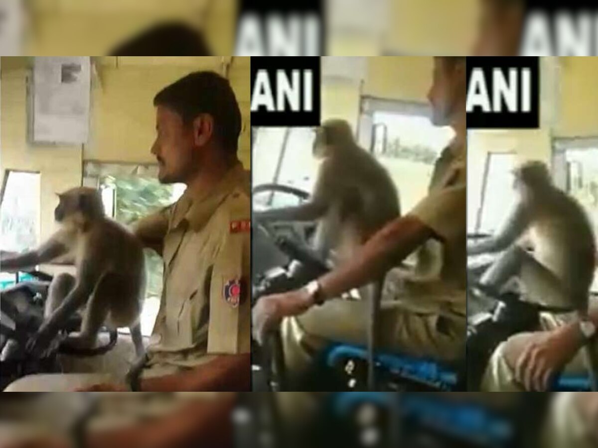 VIDEO : लंगूर ने चलाई यात्रियों से भरी बस, खतरे में पड़ी ड्राइवर की नौकरी