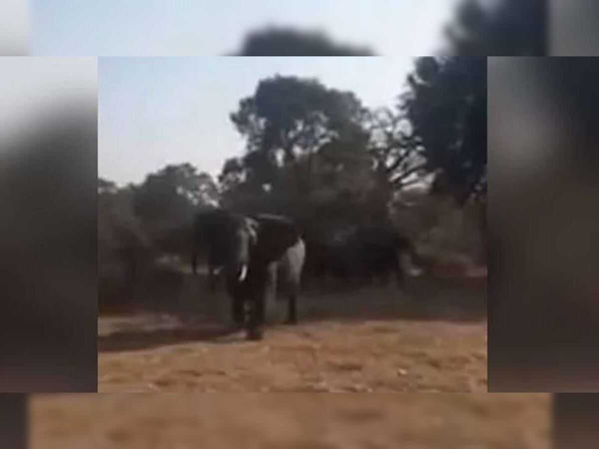 VIDEO : जंगल में खींच रहे थे जानवरों की तस्वीर, हाथी का गुस्सा देख कांपे लोग