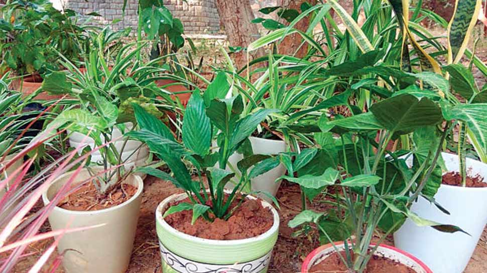 ज्यादा से ज्यादा लगाए हरे पौधे green plants are beneficial