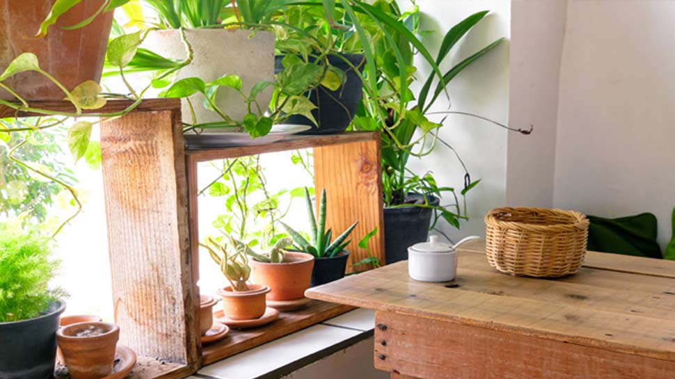 मनी प्लांट्स को बोतलों के अंदर लगा दें houseplants as a way to purify the air