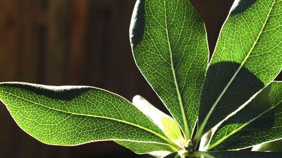 कम से 4-5 प्लांट्स को पूरे एक कमरे में रखेें houseplants as a way to purify the air