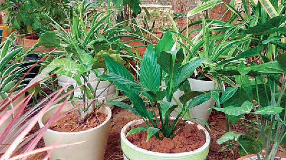 पहारपुर बिजनेस सेंटर houseplants as a way to purify the air