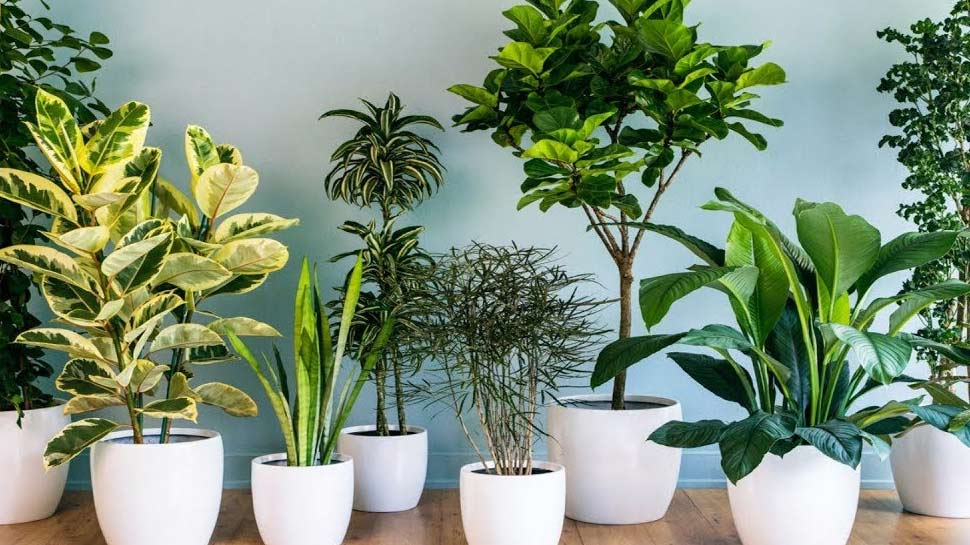शुद्ध हवा का संचार houseplants as a way to purify the air