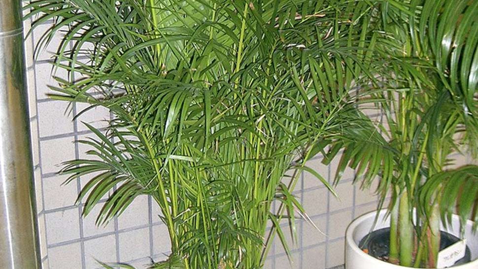 हवा को शुद्ध और पावरफुल रख सकते हैं houseplants as a way to purify the air