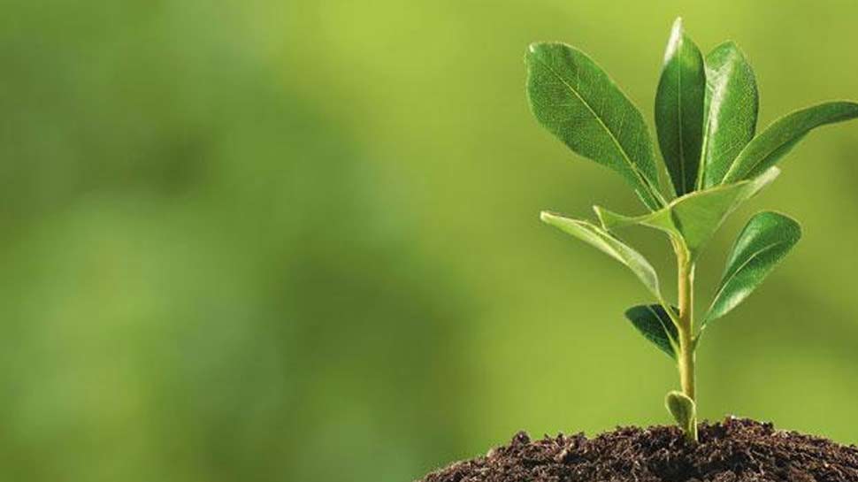 घर को कम से कम पीएम लेवल से दूर रख सकते हैं houseplants as a way to purify the air