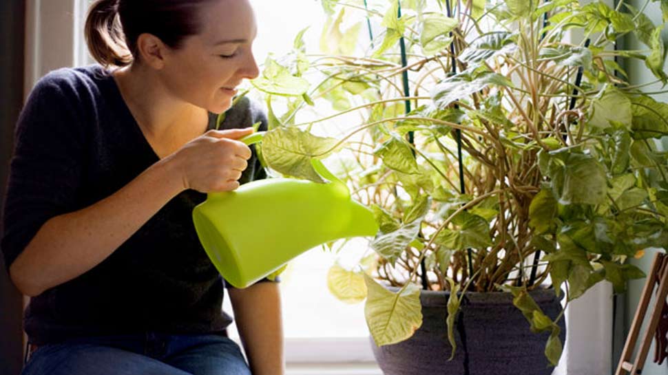 पल्यूशन का असर हमारी सेहत पर पड़ता है houseplants as a way to purify the air