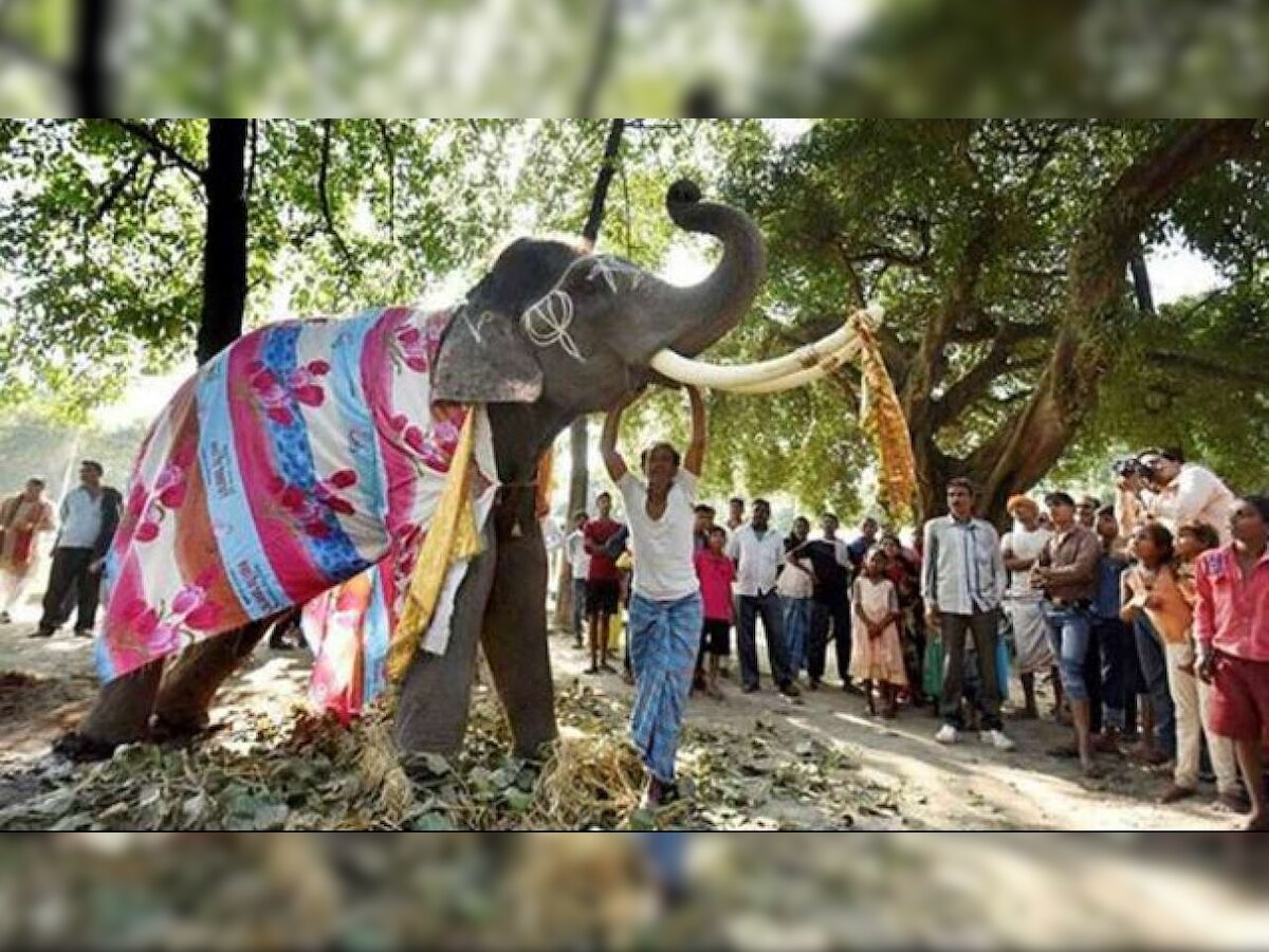 बिहार के सारण जिले के सोनपुर में एक महीने तक सोनपुर मेला चलता है.