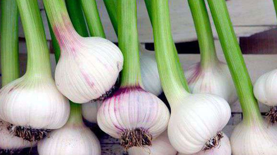 Green garlic is very beneficial for health, keeps many beers away