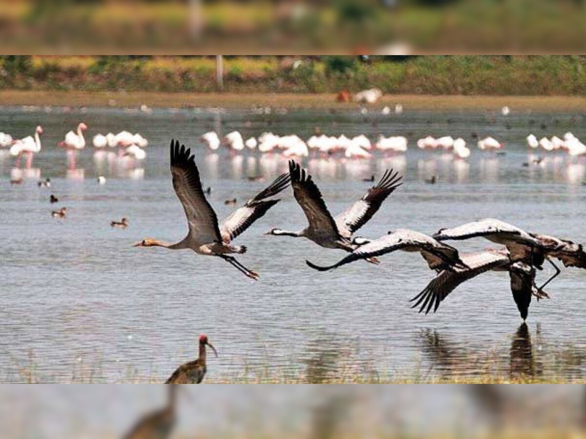 प्रदूषण के कारण कानपुर की जगह गुजरात का रुख कर रहे हैं प्रवासी पक्षी