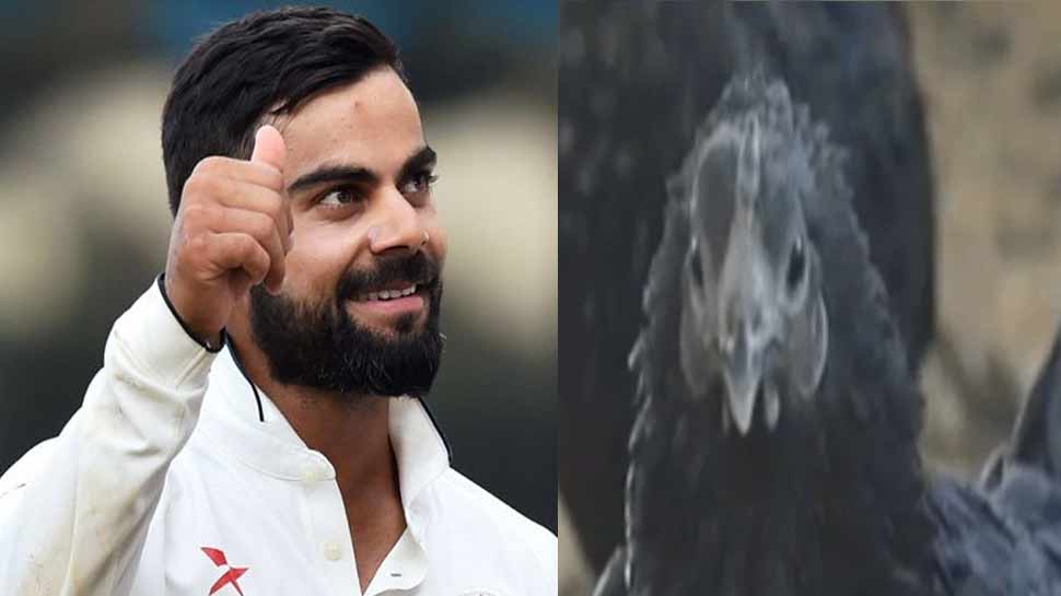 BCCI को मिला प्रस्ताव, कोहली और भारतीय टीम की डाइट में शामिल करें 'कड़कनाथ'