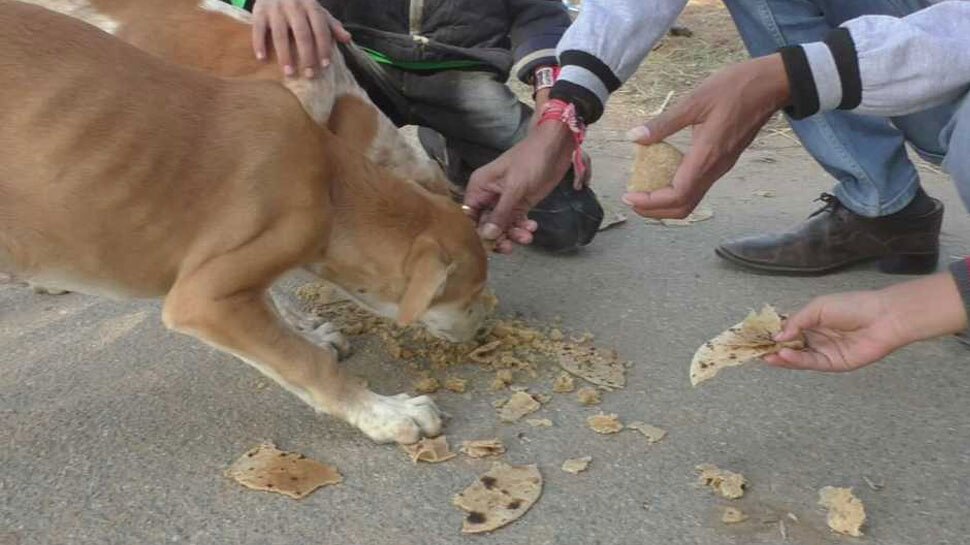 मेहसाणा में यहां है रोटी घर, जहां रोज कुत्तों के लिए बनती है 3400 रोटियां