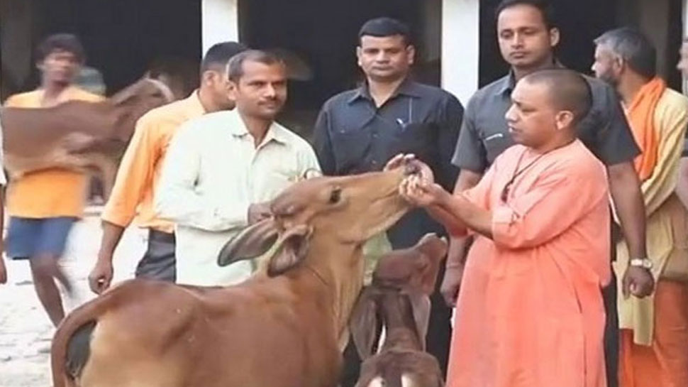 UP के नगर निगमों में आवारा गोवंश के रखरखाव के लिए 17.52 करोड़ की मंजूरी