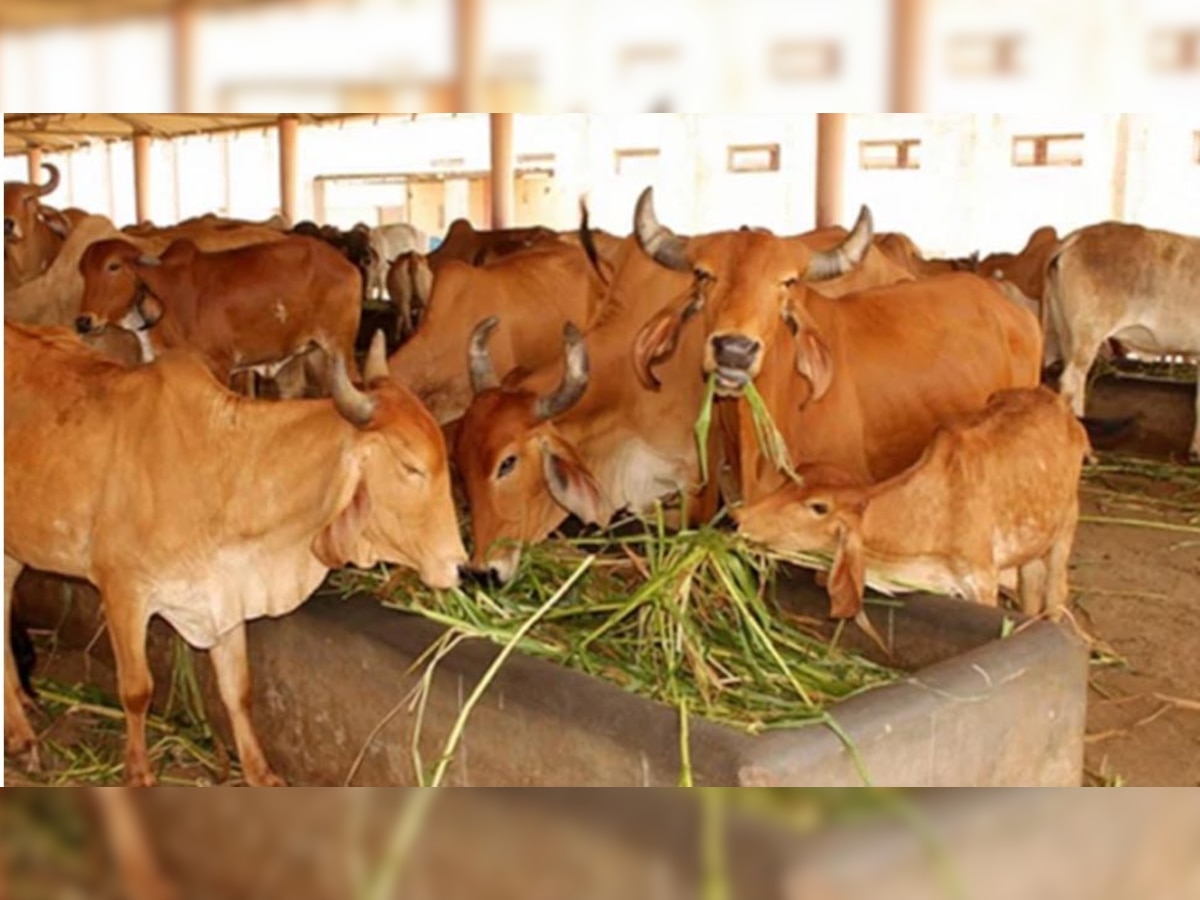 अलीगढ़: गाय-बछड़ों से परेशान किसानों के लिए राहत, 7500 गोवंश के लिए जल्द बनेगी गोशाला