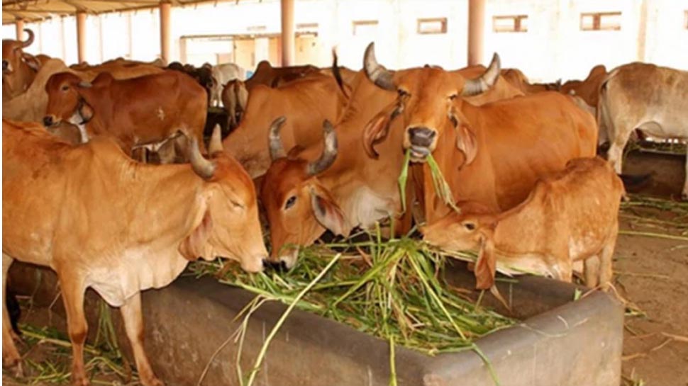 अलीगढ़: गाय-बछड़ों से परेशान किसानों के लिए राहत, 7500 गोवंश के लिए जल्द बनेगी गोशाला अलीगढ़: गाय-बछड़ों से परेशान किसानों के लिए राहत, 7500 गोवंश के लिए जल्द बनेगी गोशाला