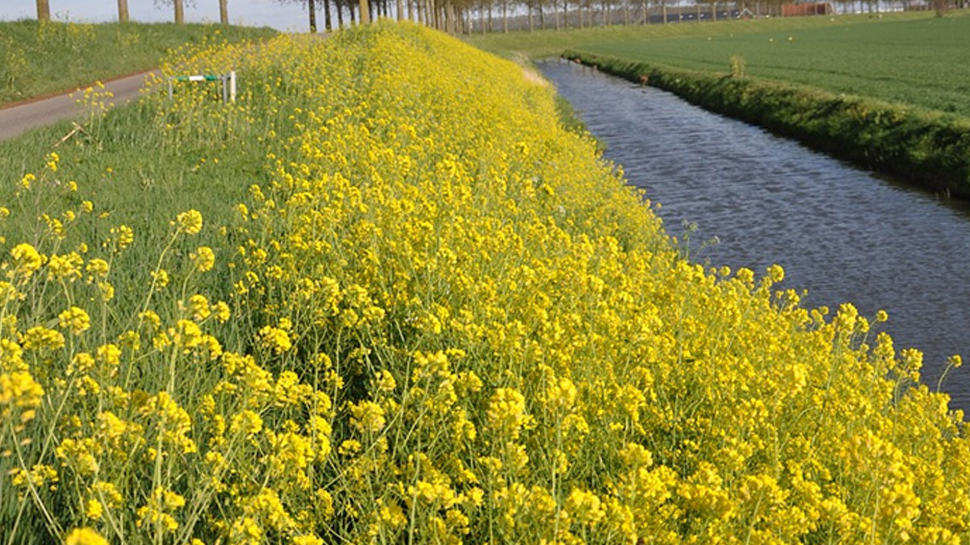 लाखों क्विंटल पीले सोने के उत्पादन की उम्मीद से किसान बेहद खुश हैं. लाखों क्विंटल पीले सोने के उत्पादन की उम्मीद से किसान बेहद खुश हैं.