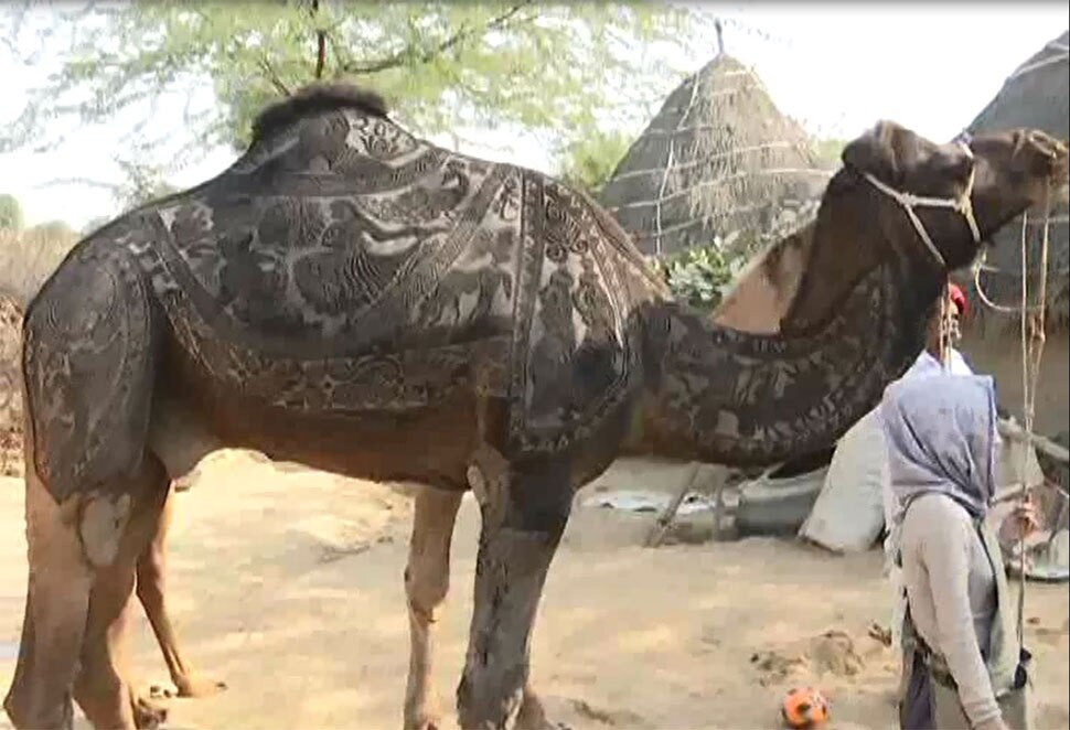 विदेशी मेहमान कर रहे ऊंटों को तैयार International Camel Festival, Bikaner, Rajasthan News
