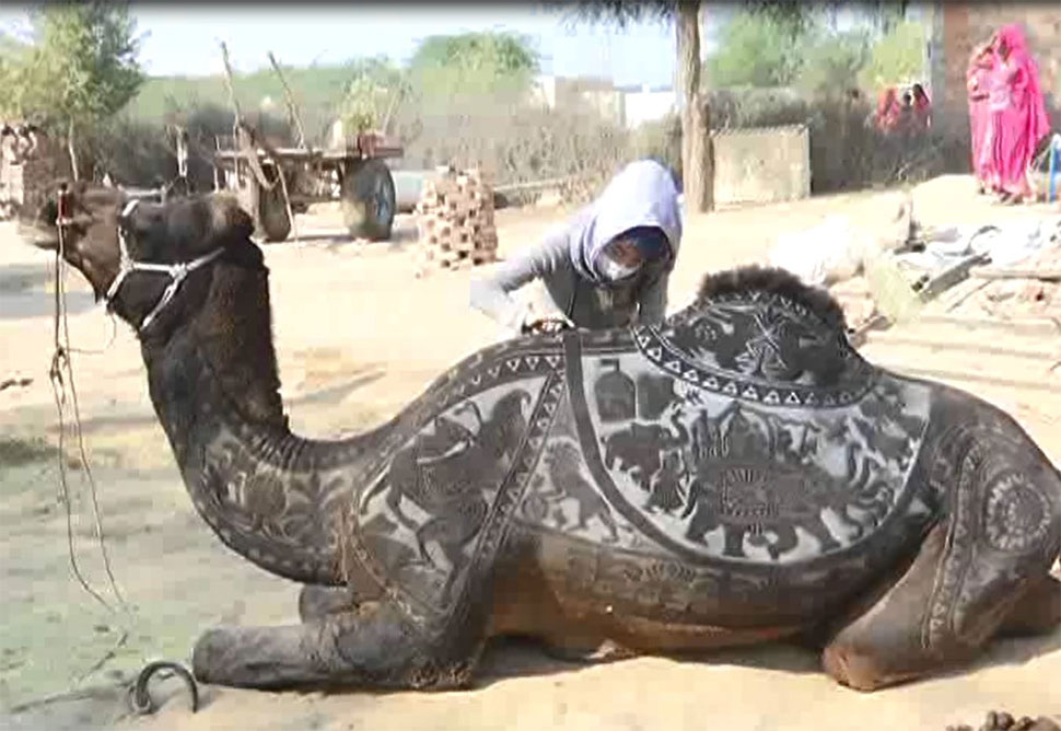 हर साल ऊंट फेस्टिवल पर बीकानेर आती हैं मेघुवी International Camel Festival, Bikaner, Rajasthan News