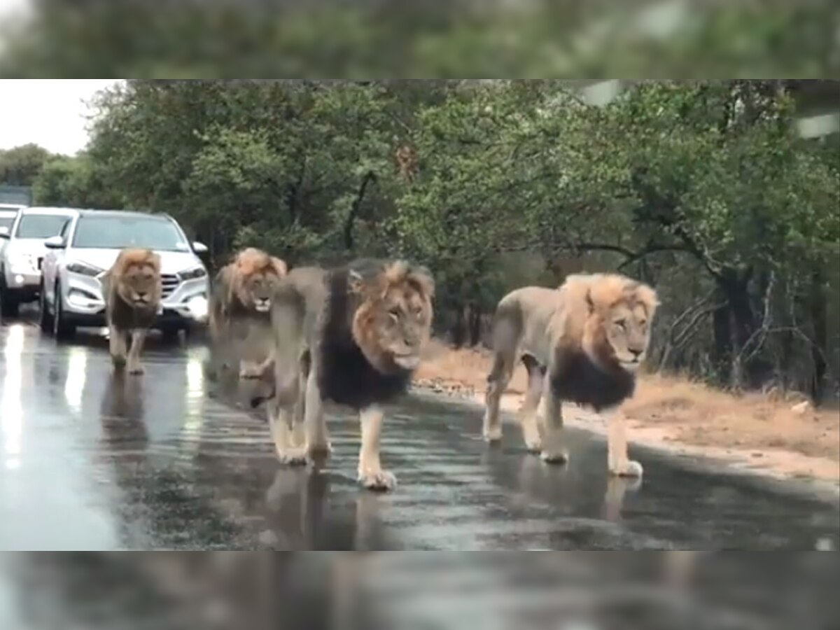 शेरों के झुंड का सड़क पर चलने का वीडियो सोशल मीडिया पर वायरल हो रहा है.