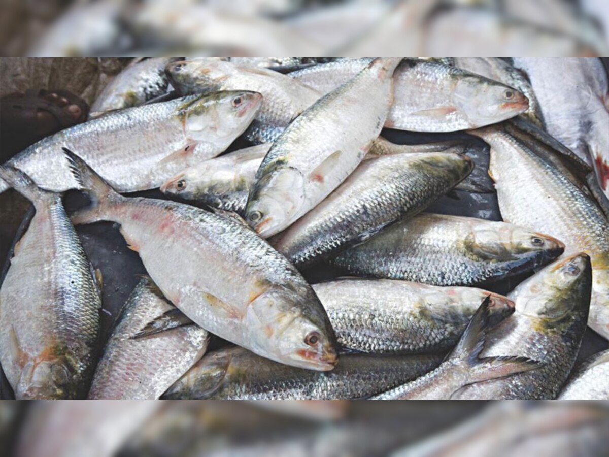 बिहार में आंध्र प्रदेश-बंगाल की मछली पर रोक, 15 दिनों तक नहीं होगी बिक्री