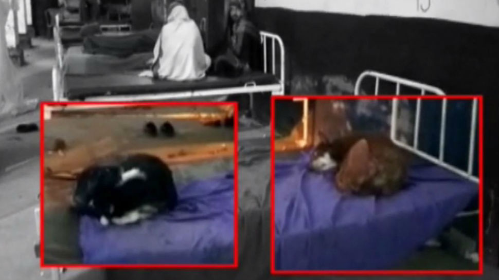 नवादा: अस्पताल में मरीजों के लिए बेडशीट नहीं लेकिन कुत्ते यूं फरमा रहे आराम नवादा: अस्पताल में मरीजों के लिए बेडशीट नहीं लेकिन कुत्ते यूं फरमा रहे आराम