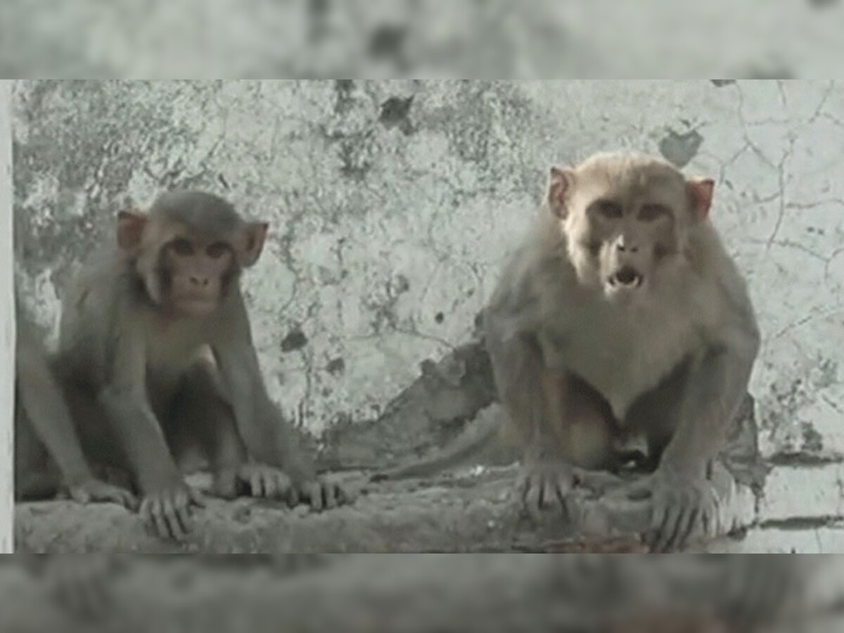 यूपी में बंदरों का आतंक, बलरामपुर में सास-बहू पर किया हमला, एक की मौत