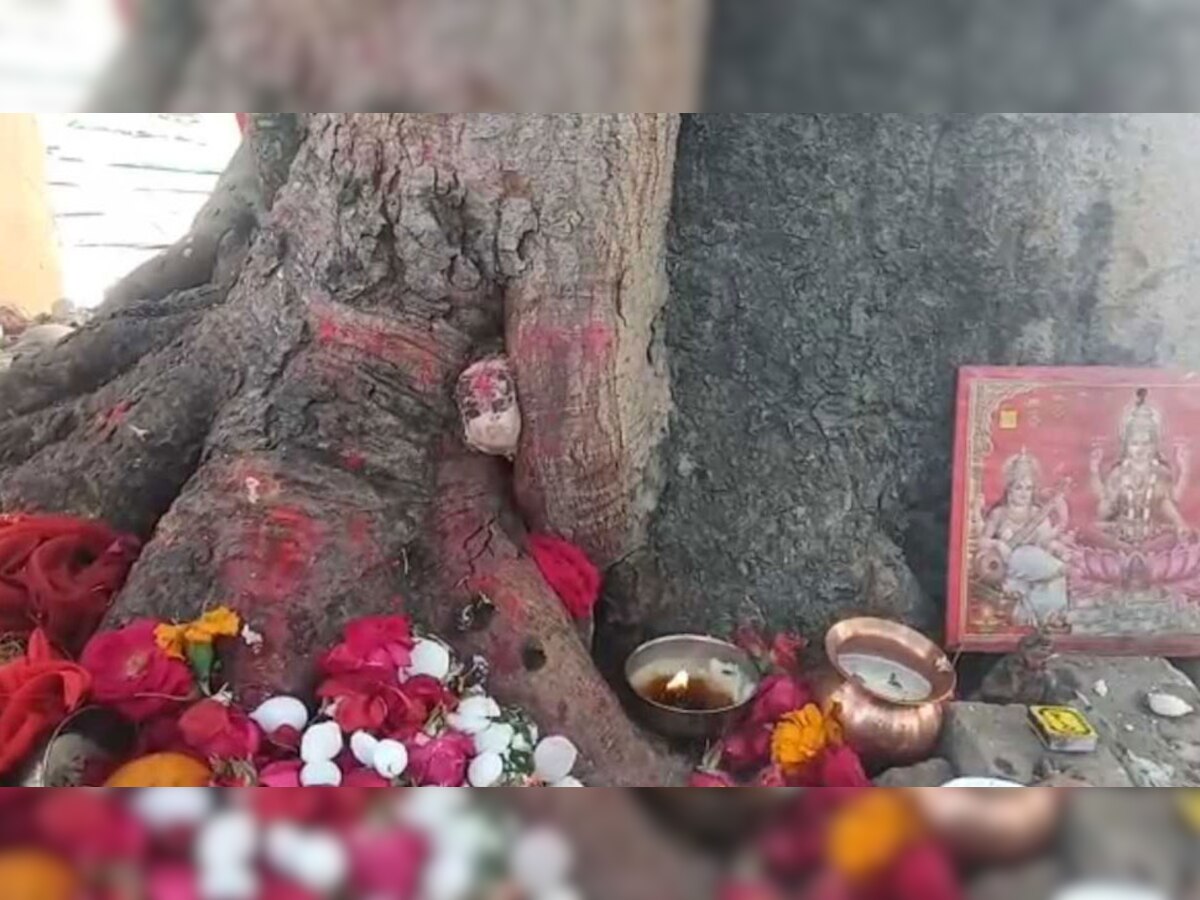 बरेली: पेड़ की जड़ से देवी की मूर्ति निकलने का दावा, चमत्‍कार मान लोग कर रहे हैं पूजा
