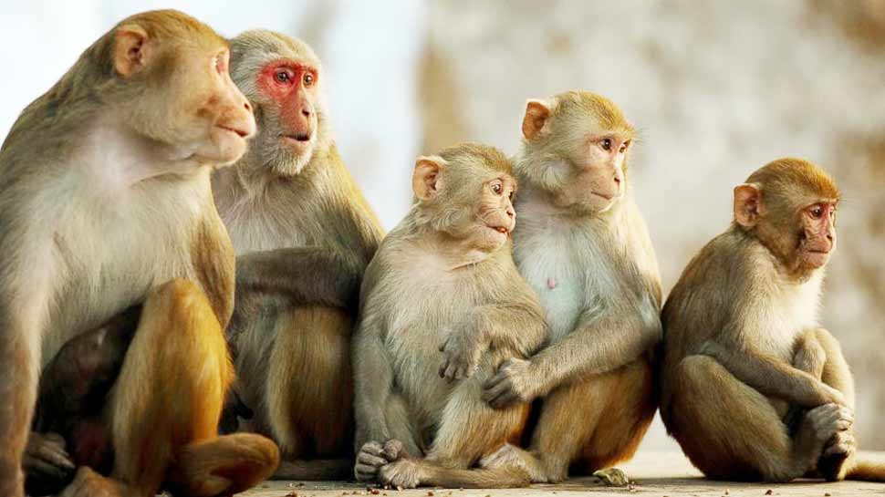 छत से कपड़े उठाने गई महिला पर बंदरों के झुण्ड ने किया हमला, हुई मौत