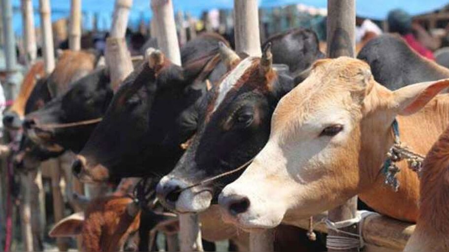 यूपी के हमीरपुर में ट्रेन से कटकर 36 गायों की मौत, मचा हड़कंप