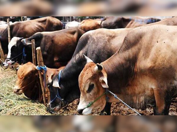 गायों को लेकर यूपी के मुख्यमंत्री योगी आदित्यनाथ काफी गंभीर माने जाते हैं, ऐसे में गायोंं की मौत सवाल खड़े करते हैं. 