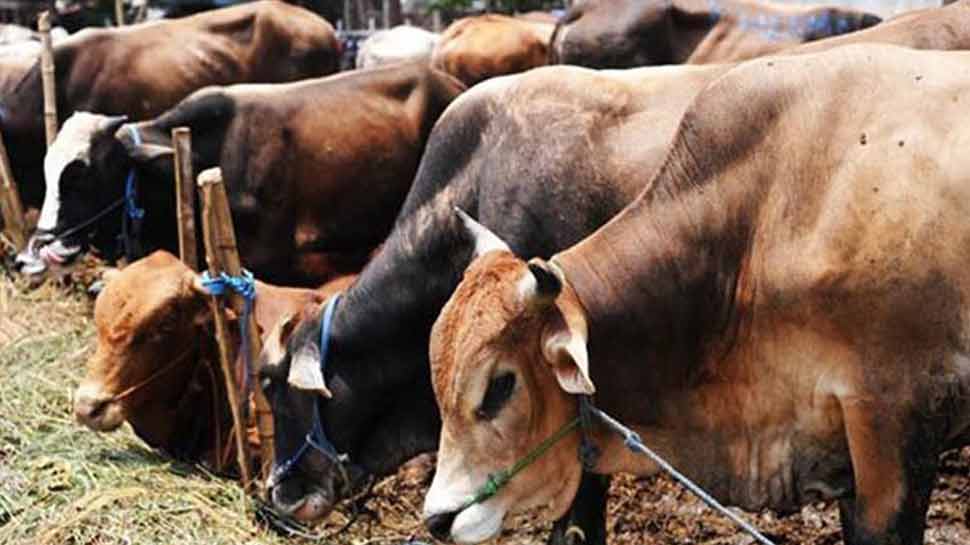 गायों को लेकर यूपी के मुख्यमंत्री योगी आदित्यनाथ काफी गंभीर माने जाते हैं, ऐसे में गायोंं की मौत सवाल खड़े करते हैं. गायों को लेकर यूपी के मुख्यमंत्री योगी आदित्यनाथ काफी गंभीर माने जाते हैं, ऐसे में गायोंं की मौत सवाल खड़े करते हैं.