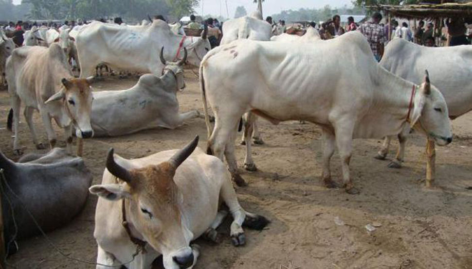 राजस्थान: भरतपुर में 50 किलो गोमांस हुआ बरामद, एक आरोपी गिरफ्तार