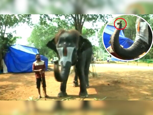 इस कैंप में तमिलनाडु के कई क्षेत्रों से नर और मादा हाथी लाए गए हैं.