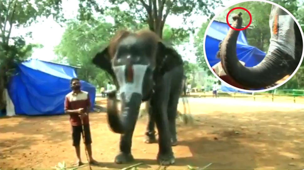 'लक्ष्मी' अपनी सूंड से बजाती है 'माउथ ऑर्गन', VIDEO देख आप भी दबा लेंगे दांतों तले उंगली 'लक्ष्मी' अपनी सूंड से बजाती है 'माउथ ऑर्गन', VIDEO देख आप भी दबा लेंगे दांतों तले उंगली