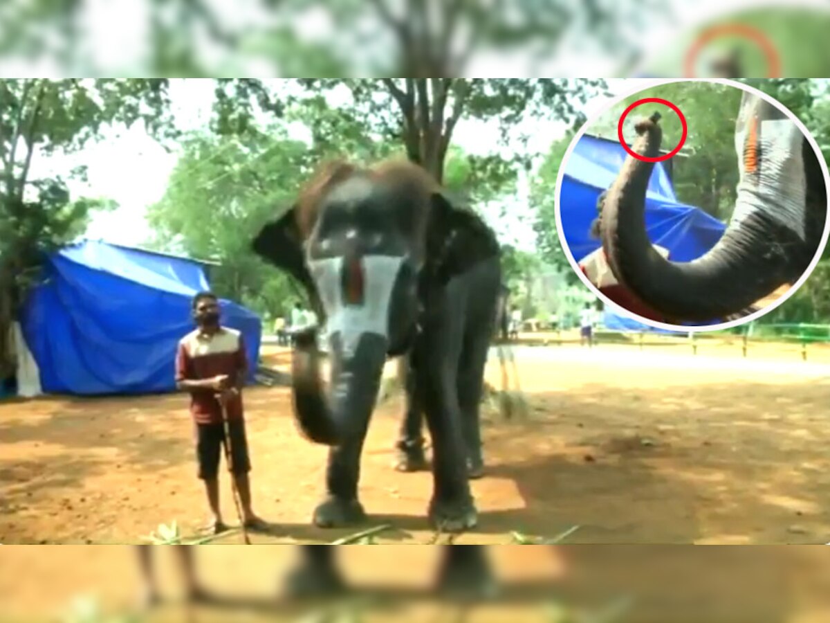 इस कैंप में तमिलनाडु के कई क्षेत्रों से नर और मादा हाथी लाए गए हैं.