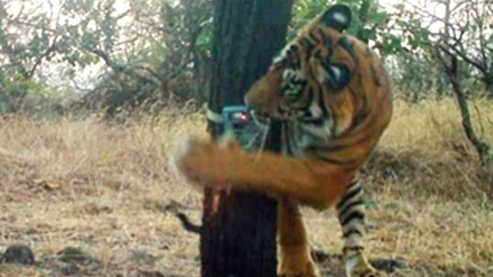 ट्रैप कैमरे में कैद हुए बाघ और बाघिन, वन विभाग सुरक्षा को लेकर अलर्ट