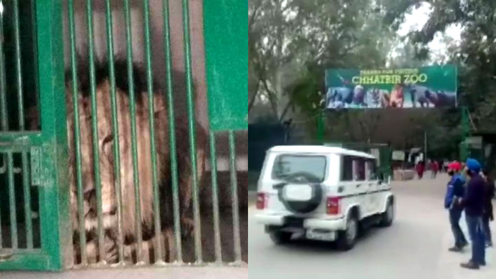 पंजाब: दीवार फांदकर चोरी-छिपे लॉयन सफारी में घुसा युवक, बब्बर शेर ने मार डाला