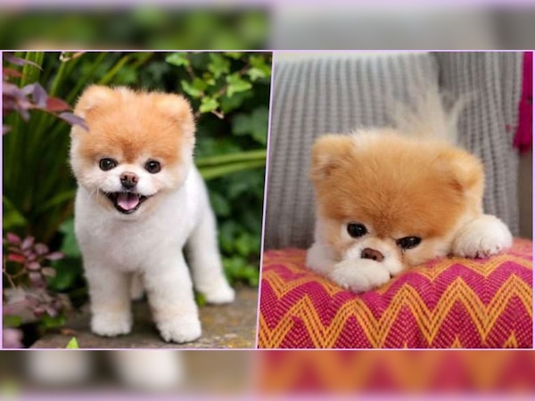 बू के मालिकों ने कहा कि बू की मौत शनिवार सुबह नींद में हो गई. (फोटो- Boo/ Facebook)