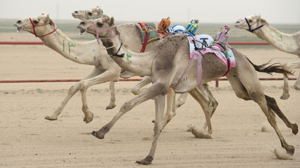 After chocolate, this giant company will sell camel's milk, be it astonishing benefits