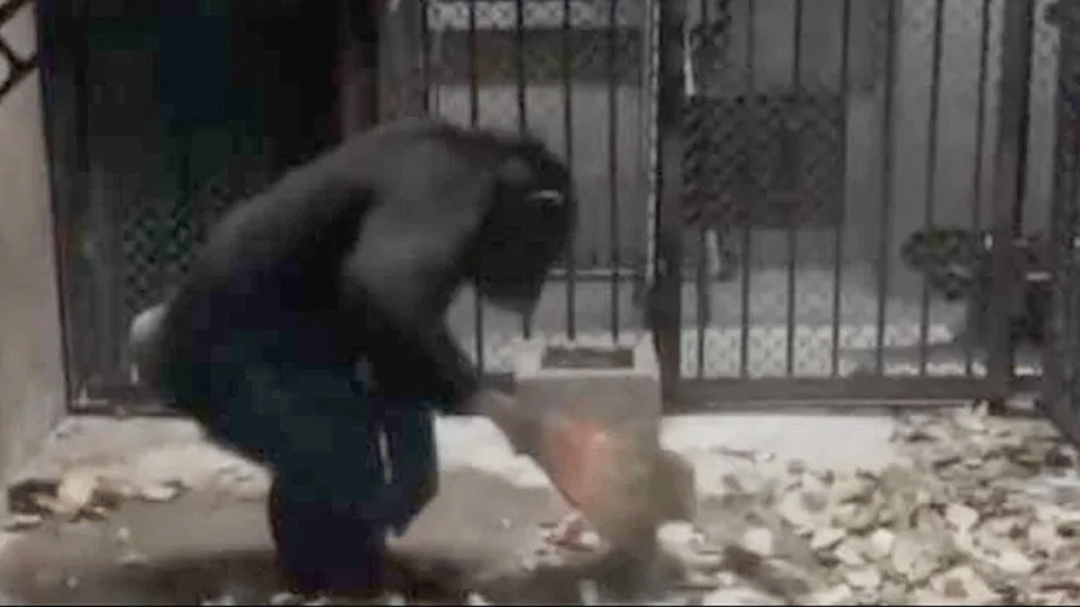 VIDEO: ये चिंपैंजी झाड़ू से करता है कमरे की सफाई, धोता है कपड़े