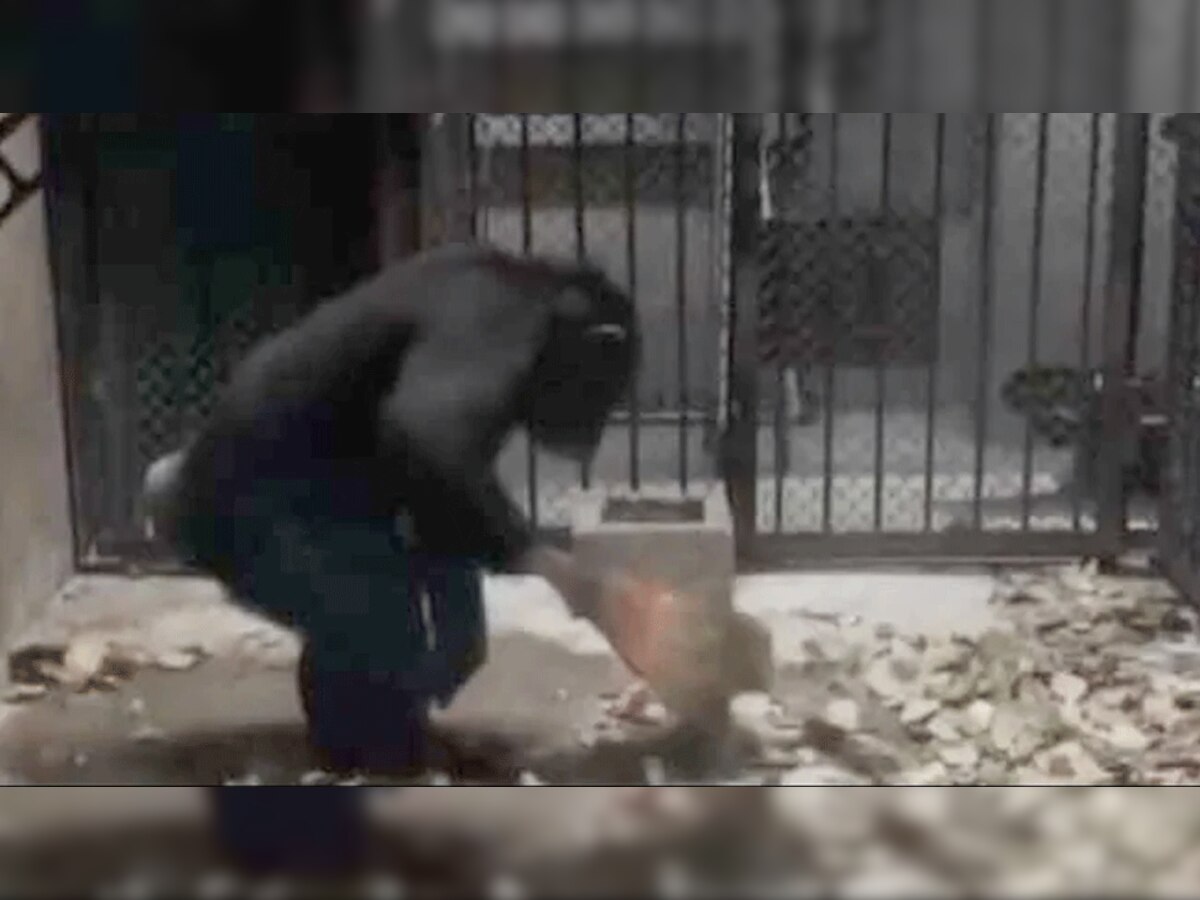 VIDEO: ये चिंपैंजी झाड़ू से करता है कमरे की सफाई, धोता है कपड़े