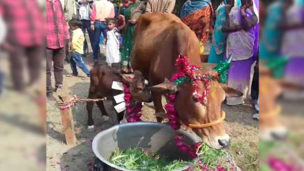 बछड़े का हुआ जन्म, तो शहरभर में लगे होर्डिंग्स, मनाया निकासन समारोह